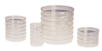 gridded petri dish gridded petri dish