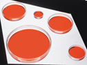 Corning cell culture dish, TC-treated, 150 mm diameter, 60/cs