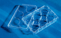 Corning&reg; Multi-Well Cell Culture Plates with CellBIND&reg; Surface