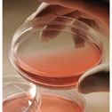 Cole-Parmer Treated Petri Dishes, PS