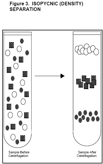 Figure 3. Isopycnic (Density)
Separation Figure of Isopycnic Density Separation